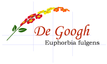 De Googh euphorbia fulgens